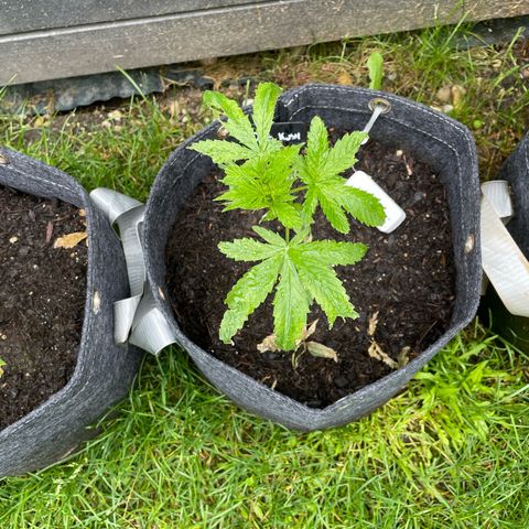 OG Kush growlog timeline photo