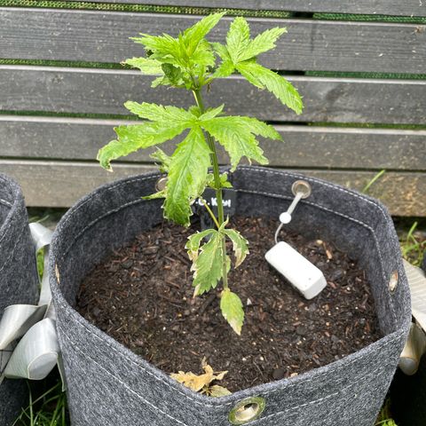 OG Kush growlog timeline photo