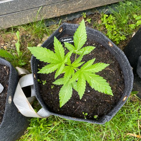 Cookies Gelato growlog timeline photo