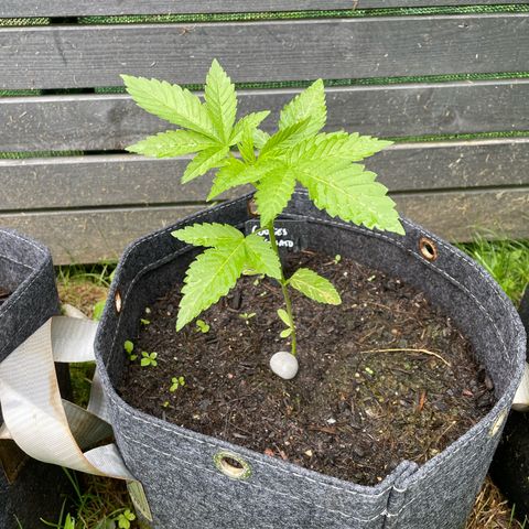 Cookies Gelato growlog timeline photo