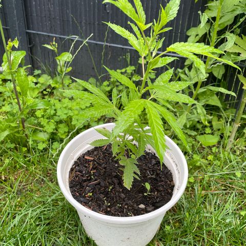 Special Queen clone growlog timeline photo