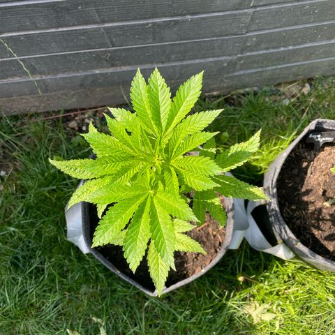 Grape Ape growlog timeline photo