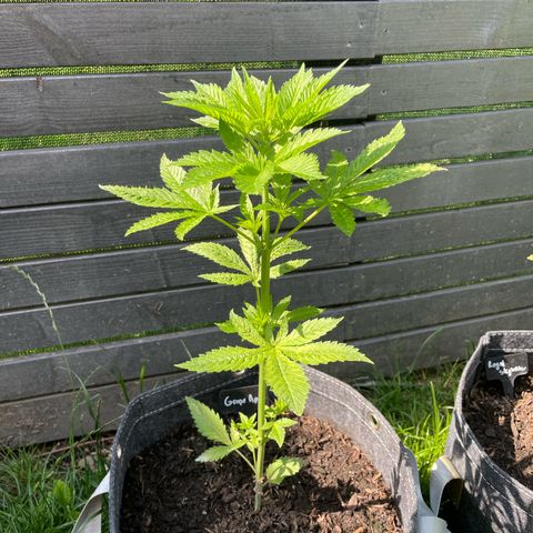 Grape Ape growlog timeline photo