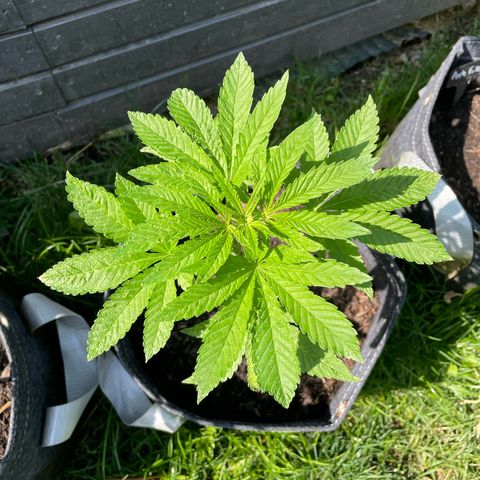Royal Skywalker growlog timeline photo