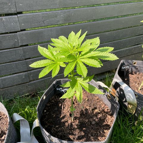 Royal Skywalker growlog timeline photo