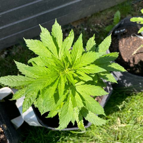 Apple Fritter Auto growlog timeline photo