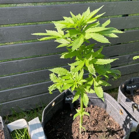 Apple Fritter Auto growlog timeline photo