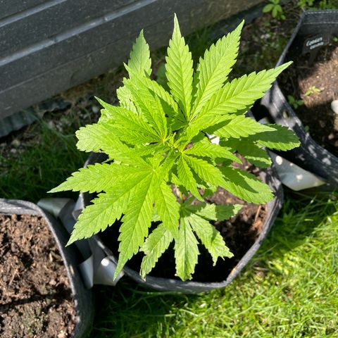 OG Kush growlog timeline photo