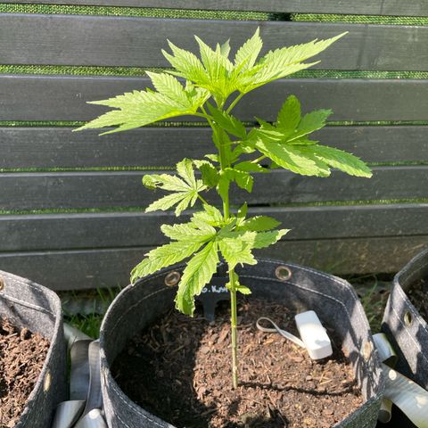 OG Kush growlog timeline photo