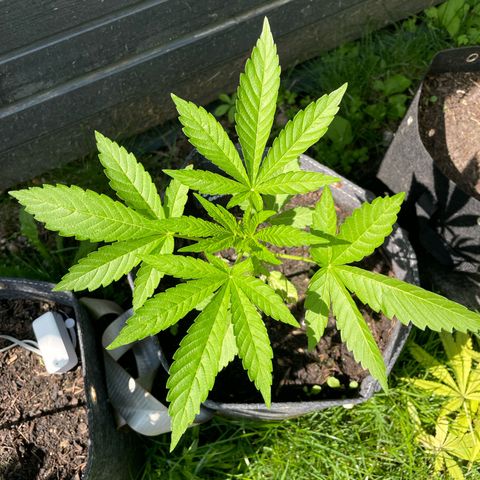 Cookies Gelato growlog timeline photo