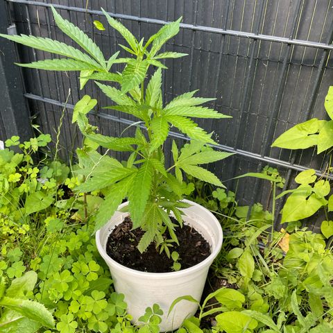 Special Queen clone growlog timeline photo