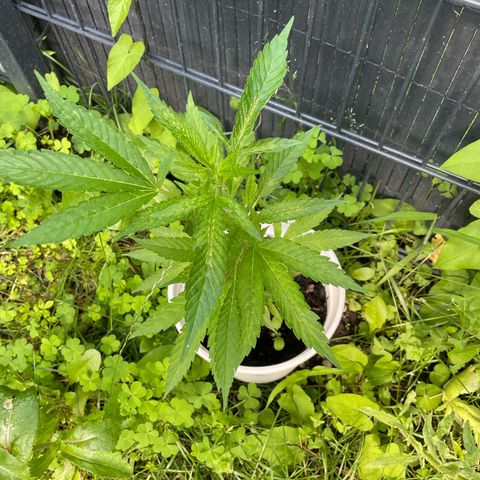 Special Queen clone growlog timeline photo