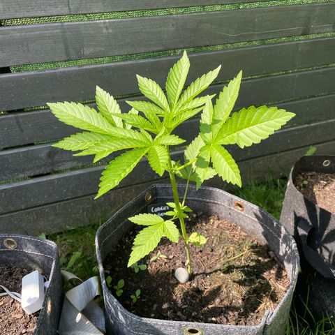 Cookies Gelato growlog timeline photo