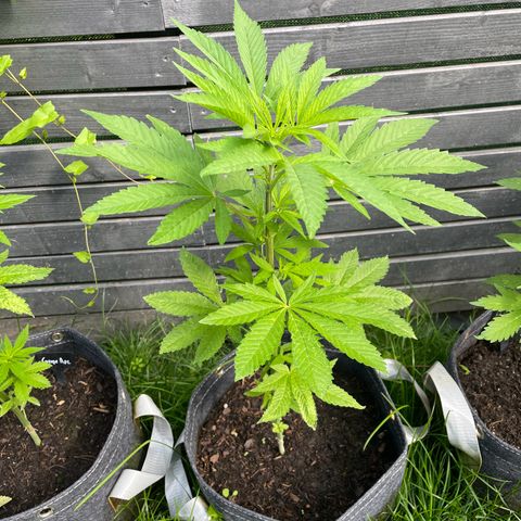 Royal Skywalker growlog timeline photo