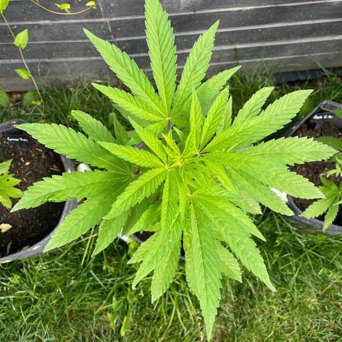 Royal Skywalker growlog timeline photo
