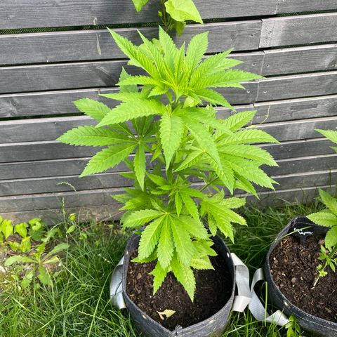 Grape Ape growlog timeline photo