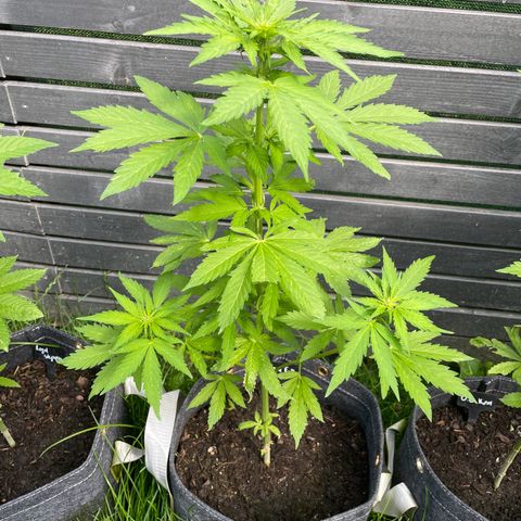 Apple Fritter Auto growlog timeline photo