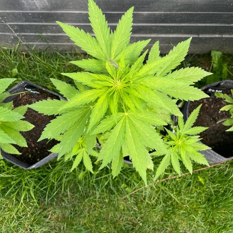 Apple Fritter Auto growlog timeline photo