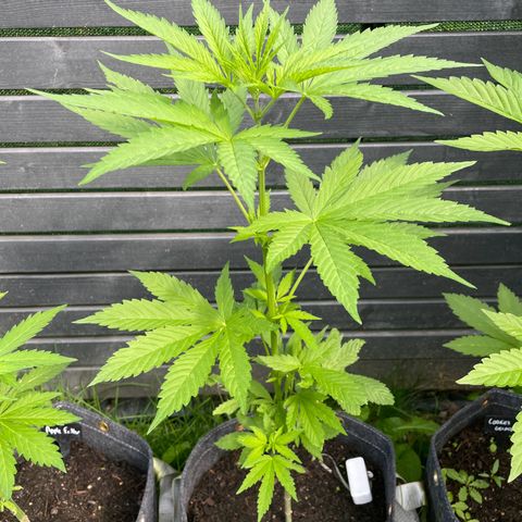 OG Kush growlog timeline photo