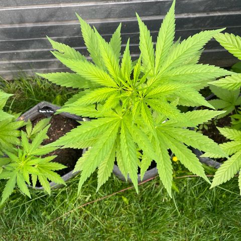 OG Kush growlog timeline photo