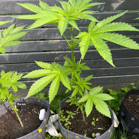 Cookies Gelato growlog timeline photo