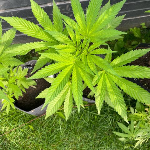 Cookies Gelato growlog timeline photo