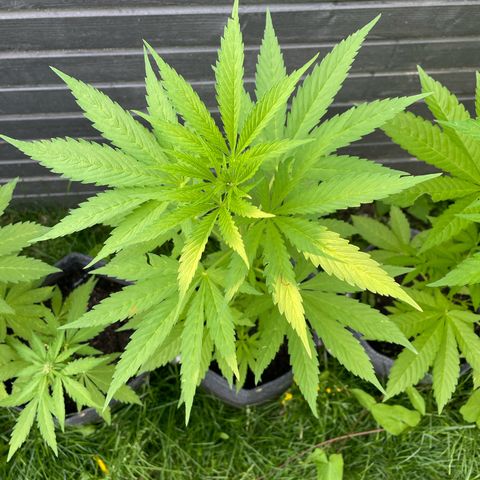 OG Kush growlog timeline photo