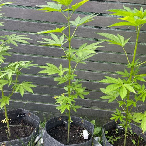OG Kush growlog timeline photo