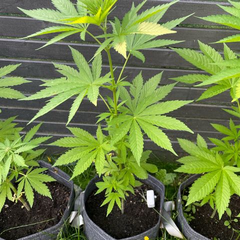 OG Kush growlog timeline photo
