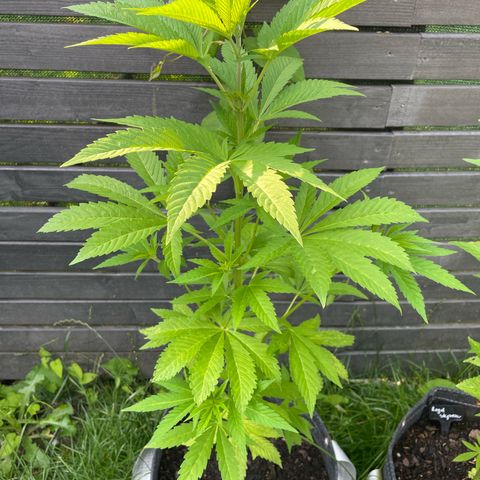 Grape Ape growlog timeline photo