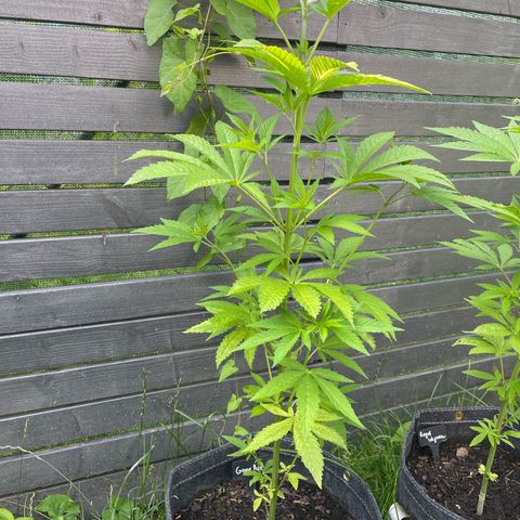 Grape Ape growlog timeline photo