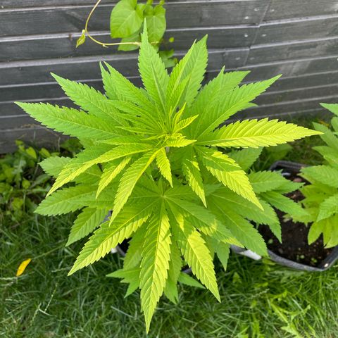 Grape Ape growlog timeline photo