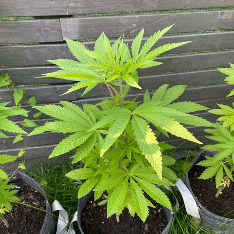 Royal Skywalker growlog timeline photo