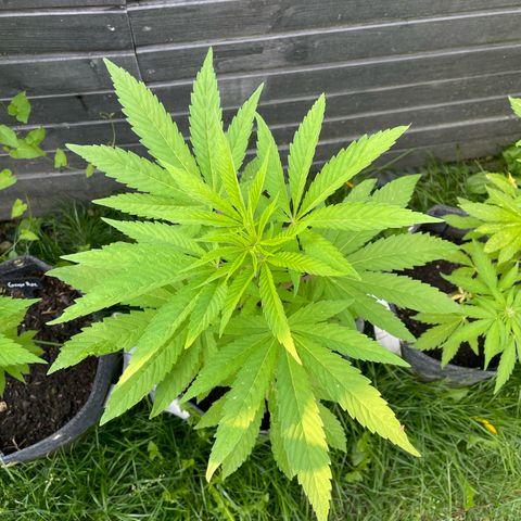 Royal Skywalker growlog timeline photo