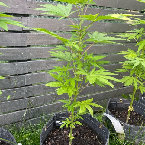 Royal Skywalker growlog timeline photo