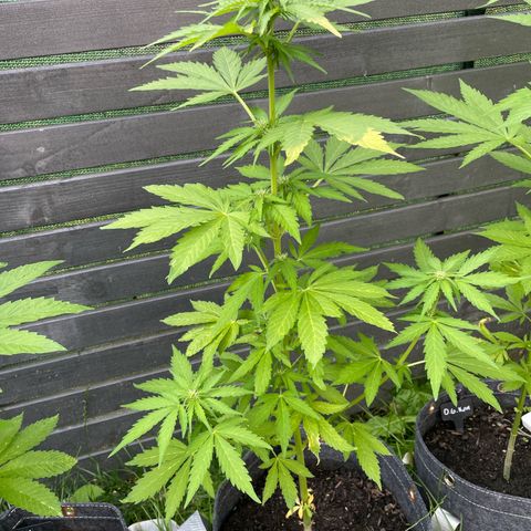 Apple Fritter Auto growlog timeline photo