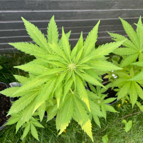 Apple Fritter Auto growlog timeline photo