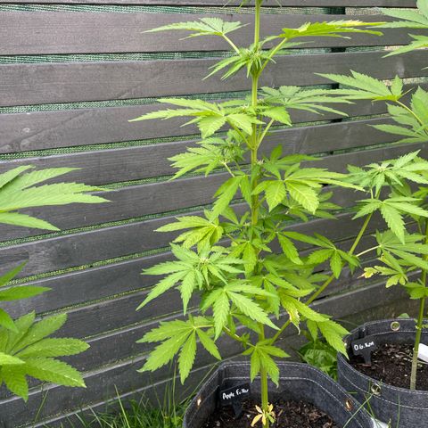 Apple Fritter Auto growlog timeline photo