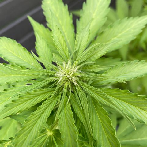 Apple Fritter Auto growlog timeline photo