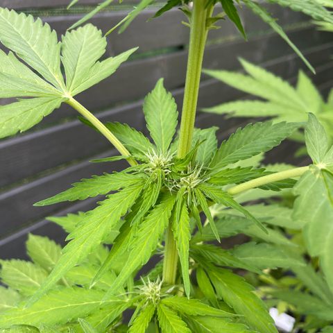 Apple Fritter Auto growlog timeline photo