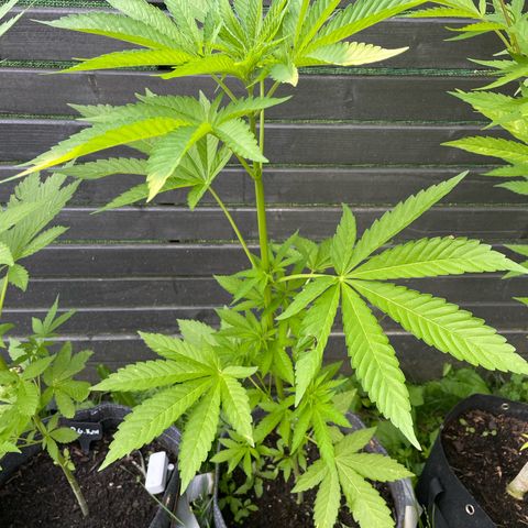 Cookies Gelato growlog timeline photo