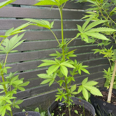 Cookies Gelato growlog timeline photo