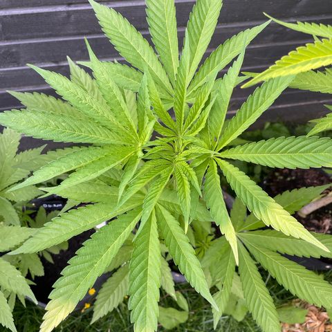 Cookies Gelato growlog timeline photo