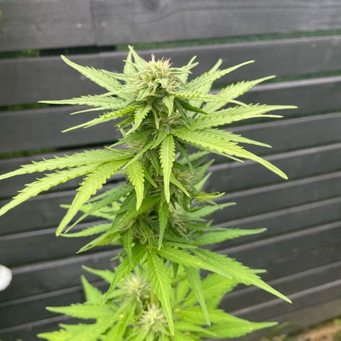 Apple Fritter Auto growlog photo: Flores