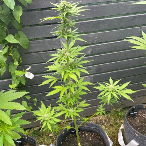 Apple Fritter Auto growlog photo: Flores