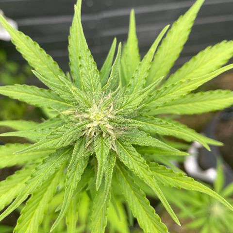 Apple Fritter Auto growlog photo: Flores