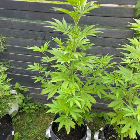 Grape Ape growlog timeline photo