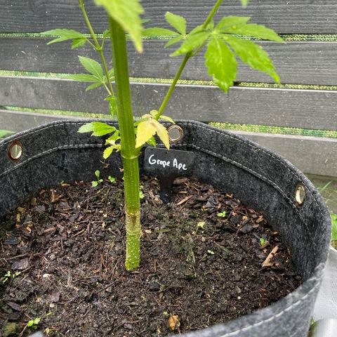 Grape Ape growlog timeline photo