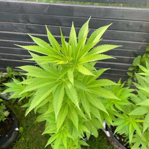 Grape Ape growlog timeline photo