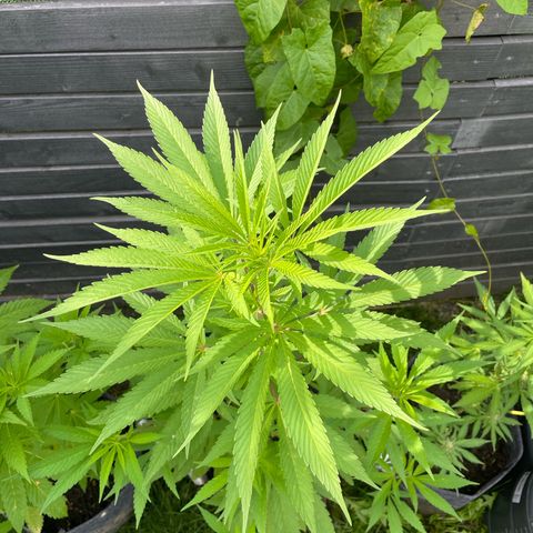 Royal Skywalker growlog timeline photo